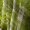 Birch Light